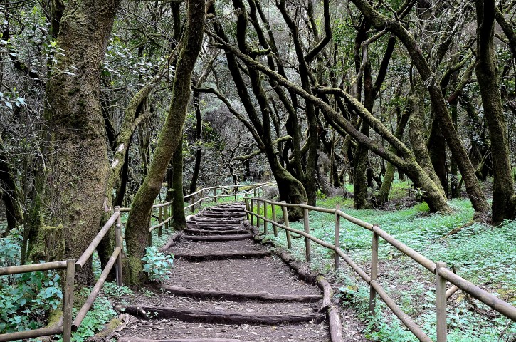 National Park Garajonay in Laguna Grande, the island of La Gomera, Canary Islands, Spain.