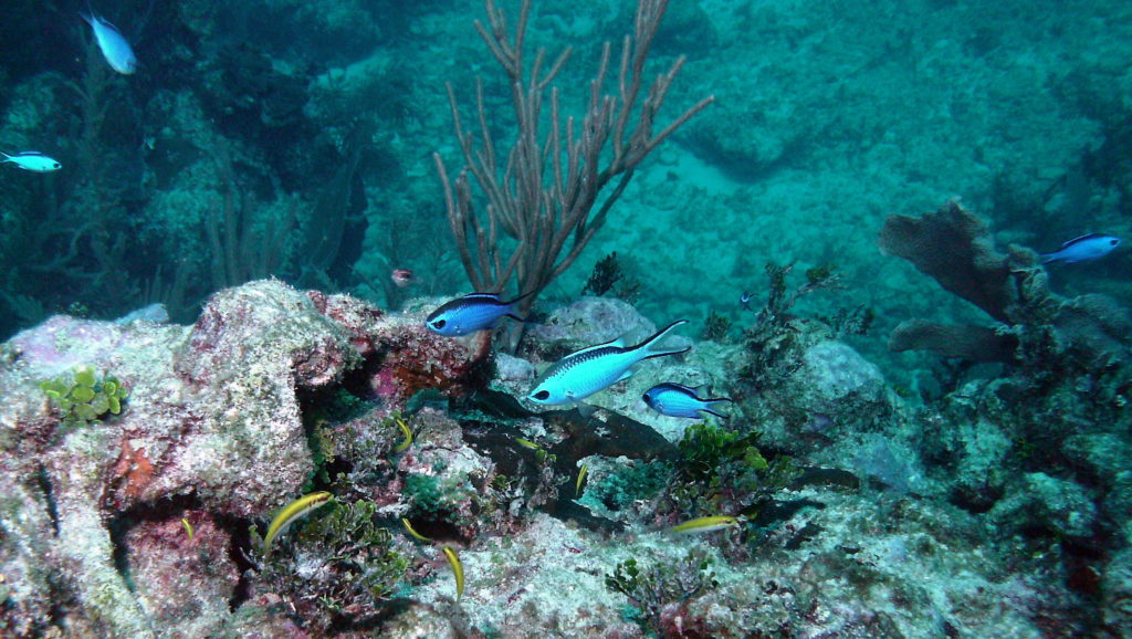 Scuba-diving-Canarie 