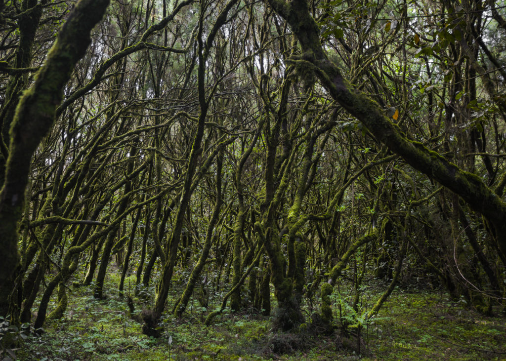 Gomera-Garajonay