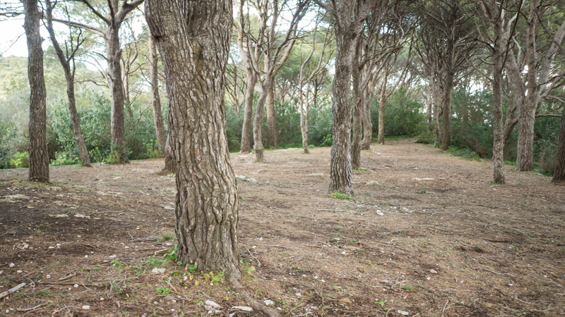 Bosco piazzetta delle noci