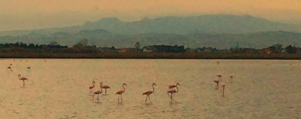 Birdwatching saline di Cervia