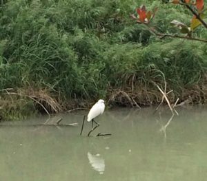 Birwatching parco delta po