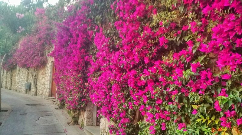 Via Tragara a Capri: strada di sogni e di vite