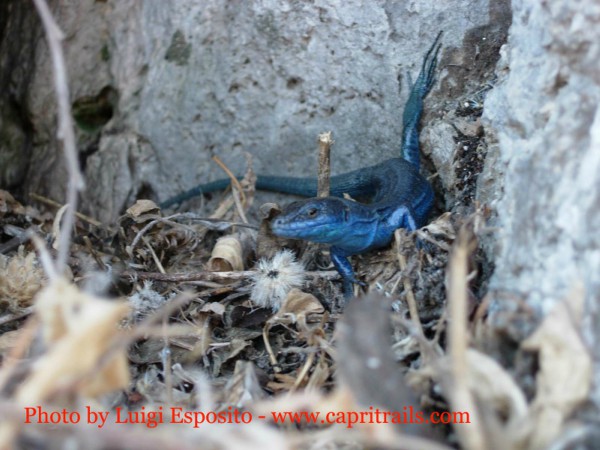 La lucertola azzurra di Capri perché ha questo colore
