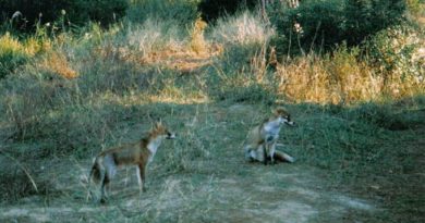 foto degli animali selvatici che si possono trovare in maremma