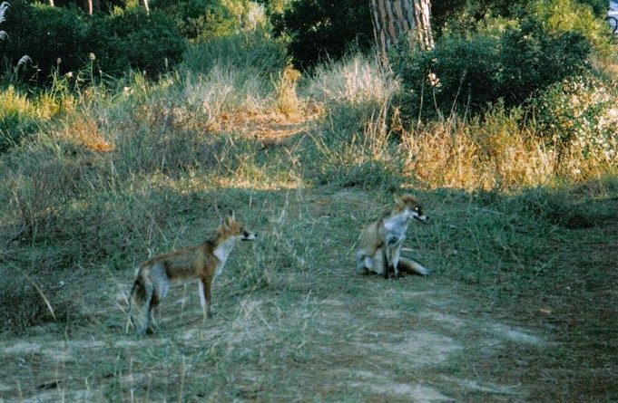 foto degli animali selvatici che si possono trovare in maremma