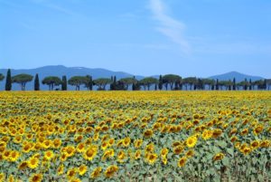 bellissimo prato fiorito nella selvaggia maremma toscana