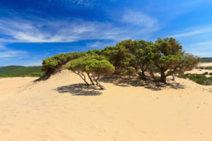 suggestiva immagine della sardegna selvaggia