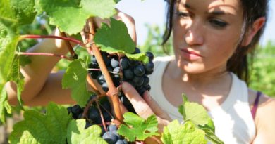 donna che raccoglie grappolo d'uva in pieno giorno