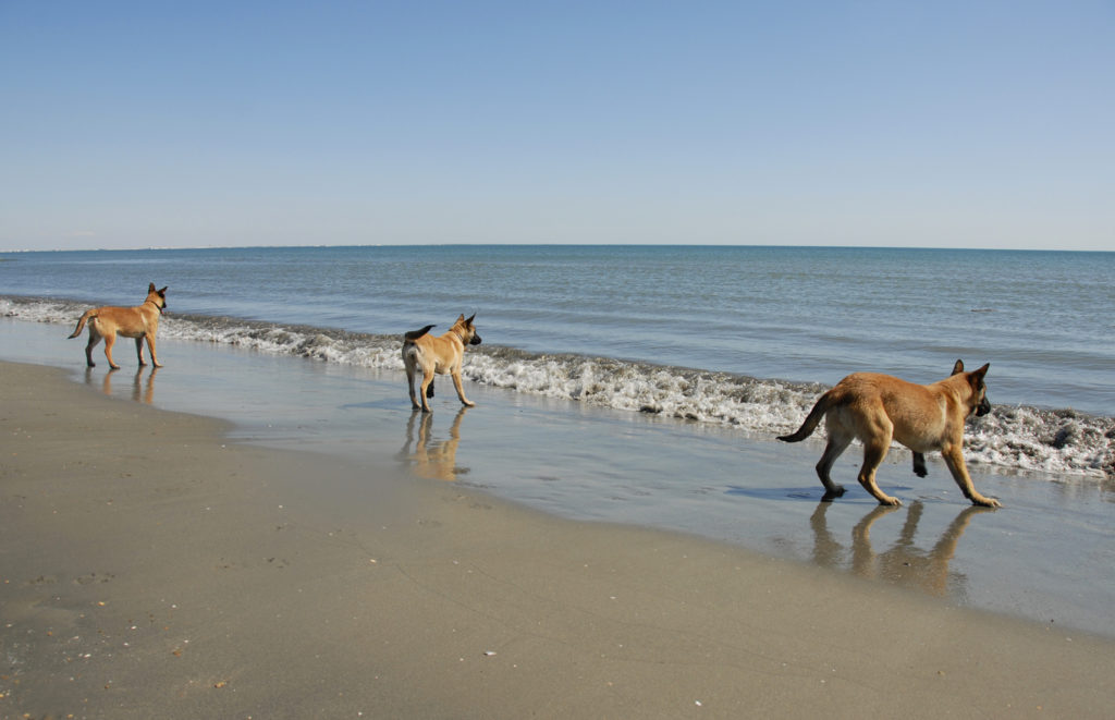 spiagge per cani