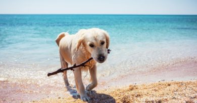 spiagge per cani