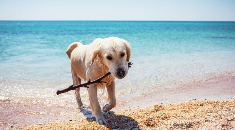 spiagge per cani