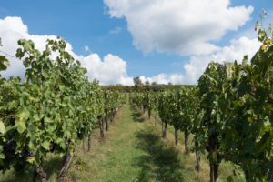 Turismo del Chianti, i vigneti 