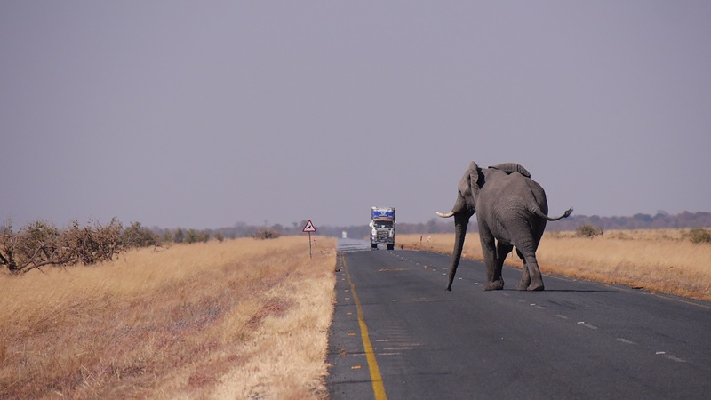 dove andare in viaggio di nozze il botswana