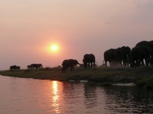 Safari in Botswana