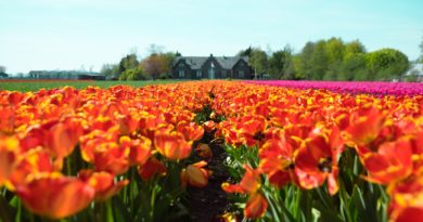 Tulipani a Haarlam