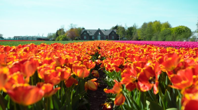 Tulipani a Haarlam