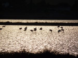 Parco Molentargius, Saline a Cagliari dove vedere u fenicotteri rosa