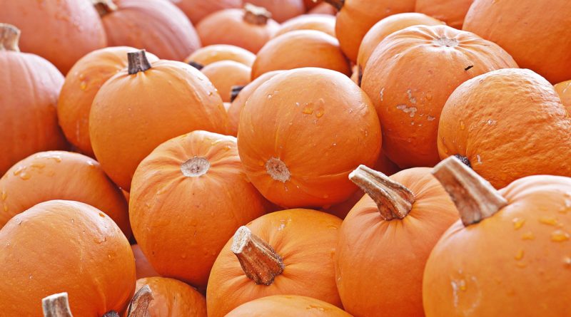 Ricetta per torta salata di zucca