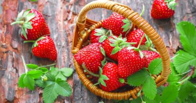La fragola e le ricette a base di fragola