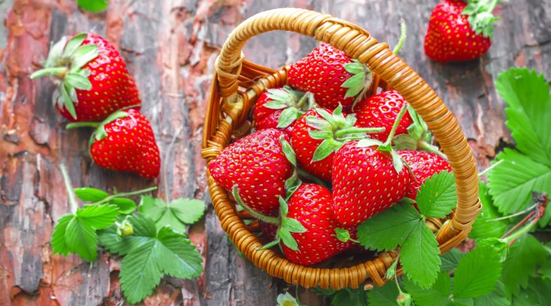 La fragola e le ricette a base di fragola