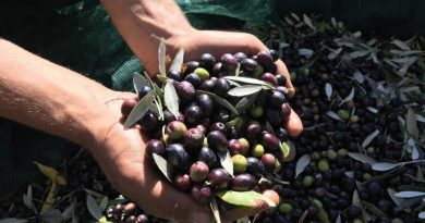 Agricola Locci azienda che produce olio extravergine umbro