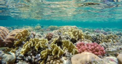 Marsa Alam: il paradiso del Mar Rosso per gli amanti del mare e dello snorkeling
