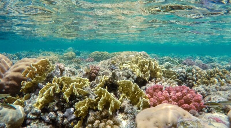 Marsa Alam: il paradiso del Mar Rosso per gli amanti del mare e dello snorkeling